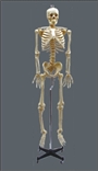 Esqueleto 168 cm flexível c/ suporte